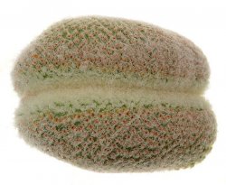YAVIA cryptocarpa f. cristata, illustrative photo