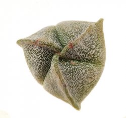 ASTROPHYTUM myriostigma f. tricostata, illustrative photo