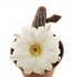  - ECHINOPSIS chamaecereus f. white flower