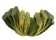  - HAWORTHIA truncata f. variegate
