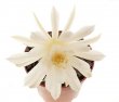 MATUCANA madisoniorum f. white flower