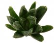 HAWORTHIA truncata cv. Lime green x truncata x maughanii