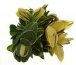 GASTERIA gracilis f. variegata