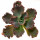 ECHEVERIA cv. Etna ex Spain clone 2, smaller plants