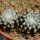 DISCOCACTUS horstii 2,2 +2,5 cm, the plants for the sale