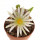 MAMMILLARIA hernadezii f. white flower, FO-023, illustrative photo