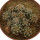 TURBINICARPUS NIKOLAE GCG 10892, 1. SITE, illustrative photo