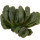 HAWORTHIA truncata cv. Midori No Shima (Green Island), illustrative photo