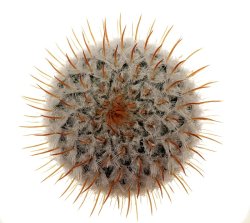 MAMMILLARIA perezdelarosae ssp. andersoniana f. longispina yellow spines GCG 12621, illustrative pho