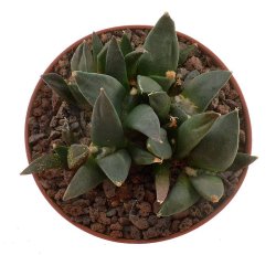 ARIOCARPUS furfuraceus var. rostratus, illustrative photo