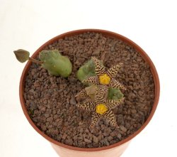PIARANTHUS comptonus VDV 673, illustrative photo