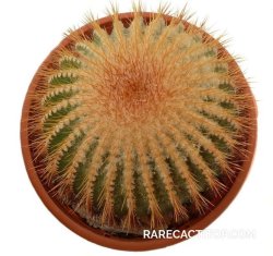 UEBELMANNIA pectinifera aff. f. nova RNK 90, illustrative photo