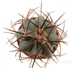 ECHINOCACTUS horizonthalonius var. diabolicus (horizonthalonius x platyacanthus, illustrative photo