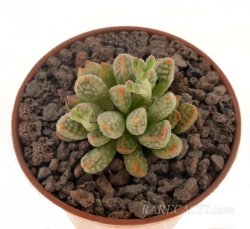 CRASSULA ausensis ssp. titanopsis, illustrative photo