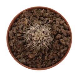 COPIAPOA x C. scopulina GCG 15037, selection, illustrative photo