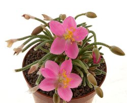 AVONIA quinaria ssp. quinaria (red flower), illustrative photo