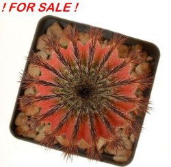 UEBELMANNIA pectinifera HU 106 f. variegate,  3,7 cm, grafted offset