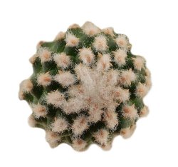 NAVAJOA fickeisenii f. brevispina, illustrative photo