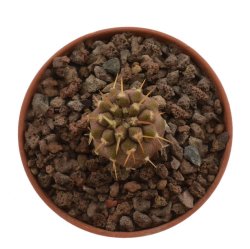 COPIAPOA columna - alba GCG 15008b, blonde selection, illustrative photo