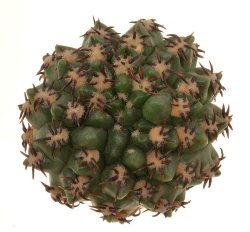 GYMNOCALYCIUM achirasense var. unguispinum ex A.V. Fric, illustrative photo