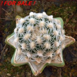 PEDIOCACTUS bradyi, illustrative photo