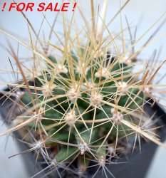 THELOBERGIA spec., 6,5 cm pot, SEEDLING