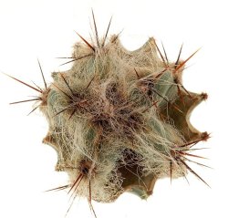 PIERREBRAUNIA brauniorum  ex PIERRE BRAUN, illustrative photo