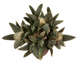 ARIOCARPUS retusus PP 625 (var. scapharostroides) ex Pavlík, illustrative photo