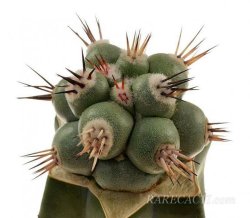 ORTEGOCACTUS macdougallii cv. Emil, illustrative photo