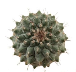 STROMBOCACTUS corregidorae, illustrative photo