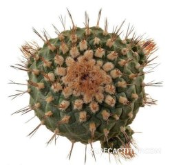 STROMBOCACTUS disciformis ssp. esperanzae var. nova SN 2014.0201, illustrative photo