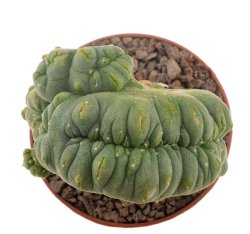 LOPHOPHORA alberto-vojtechii f. cristate, illustrative photo