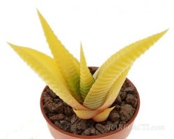 HAWORTHIA limifolia f. variegata, illustrative photo
