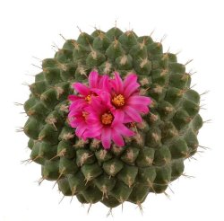STROMBOCACTUS disciformis ssp. esperanzae, illustrative photo