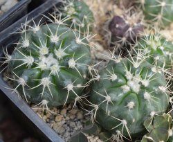 DISCOCACTUS boliviensis, illustrative photo