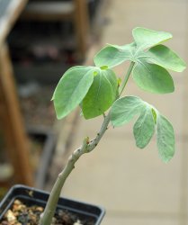 ADENIA glauca, illustrative photo