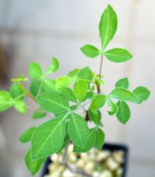 COMMIPHORA africana, Kenya, illustrative photo
