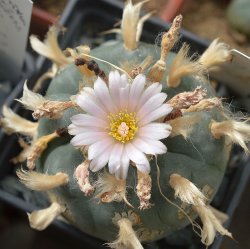 LOPHOPHORA williamsii ssp. grymii ex PP, illustrative photo