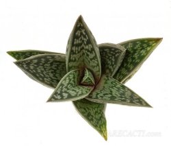 ALOE sladeniana, illustrative photo