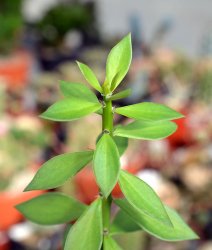 PERESKIOPSIS spec., illustrative photo