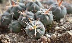 GYMNOCALYCIUM cardenasii x spegazzinii var. unguispinum SL 44b, illustrative photo