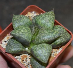 HAWORTHIA emelyae cv. 259 ex G. Marx, illustrative photo