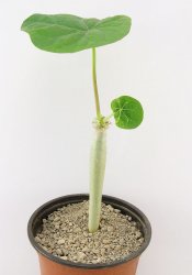 JATROPHA podagrica