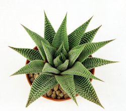 HAWORTHIA limifolia var.striata