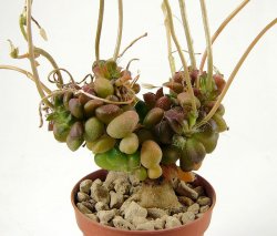 ANACAMPSEROS retusus
