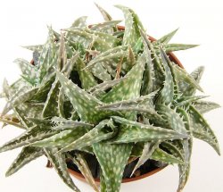 ALOE descoingsii