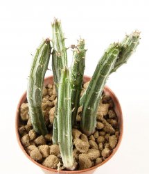 SENECIO stapeliiformis ssp. minor