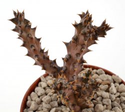 EDITHCOLEA grandis
