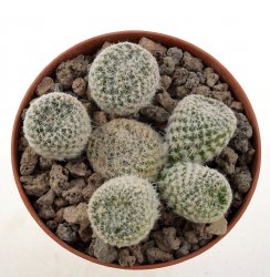 OPUNTIA clavaroides f. white