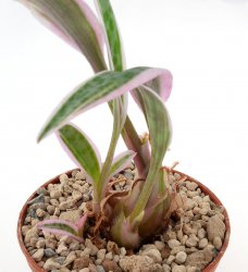 LEDEBOURIA violacea f. variegate